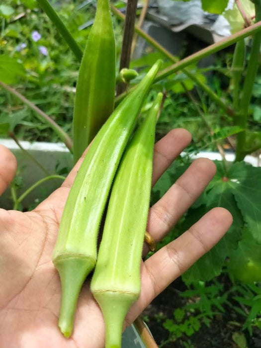 Hạt Giống Đậu Bắp Xanh - Green J Okra [ JUIJIA - Thái Lan ]