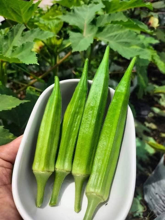Hạt Giống Đậu Bắp Xanh - Green J Okra [ JUIJIA - Thái Lan ]