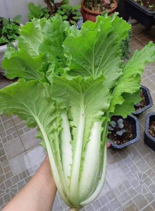 Cải Thảo Chịu Nhiệt [ Michilli - E-W Seeds - Thái Lan ]
