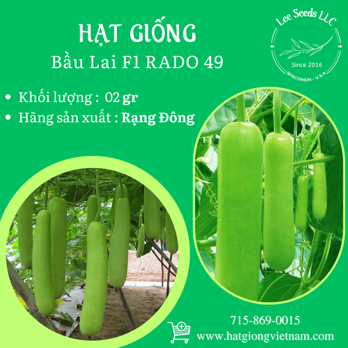 Bầu Lai F1 RADO 49