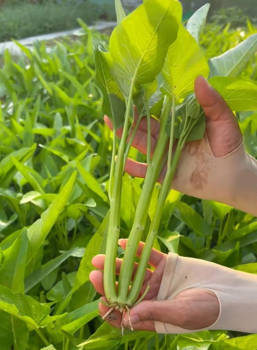 hạt giống rau muống ba chạc tại Mỹ