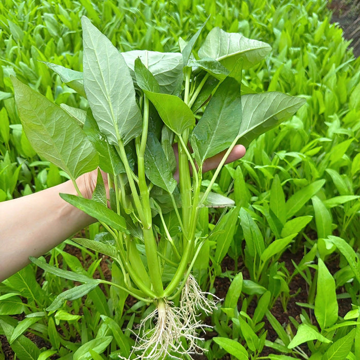 hạt giống rau muống ba chạc chất lượng tại Mỹ