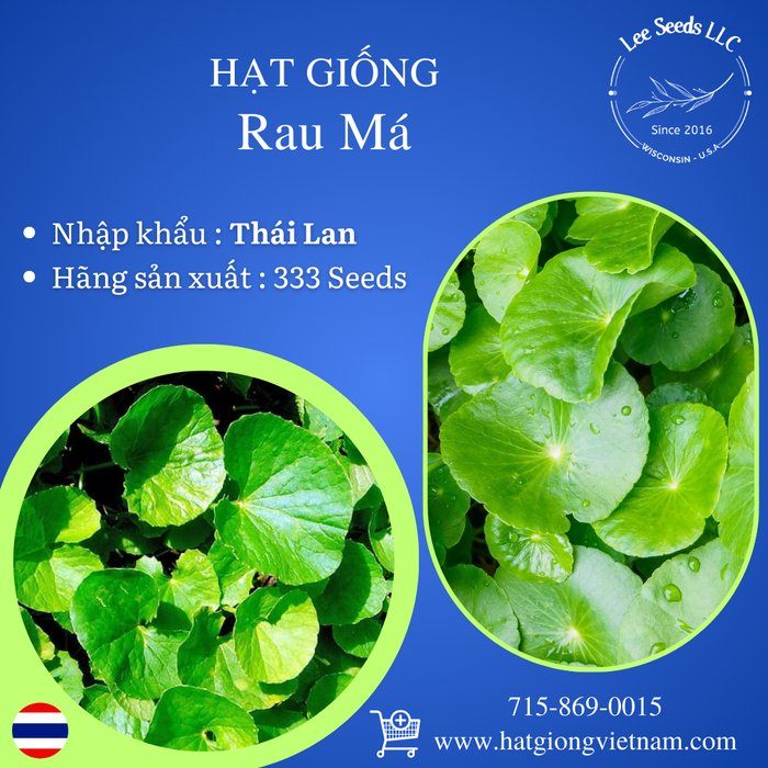 Hạt Giống Rau Má  [ 333 Seeds - Thái Lan ]