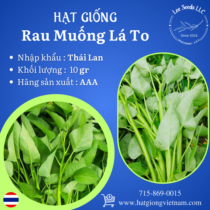 Hạt Giống Rau Muống Lá To [ AAA - Thái Lan ]