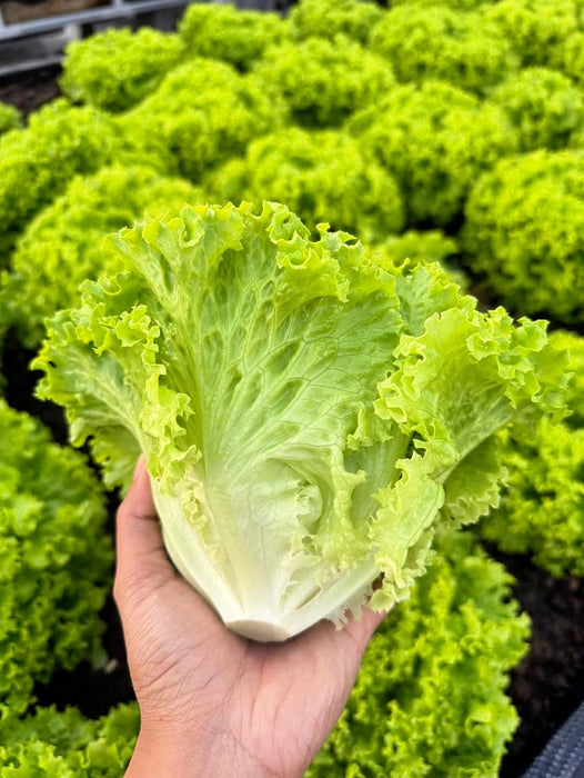 Hạt Giống Xà Lách Búp - Renato [ JUIJIA - Thái Lan ]