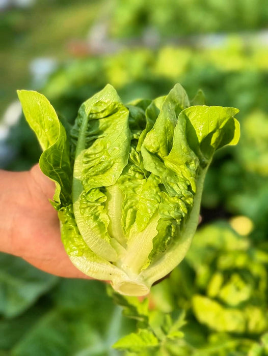 Hạt Giống Xà Lách Búp - Renato [ JUIJIA - Thái Lan ]