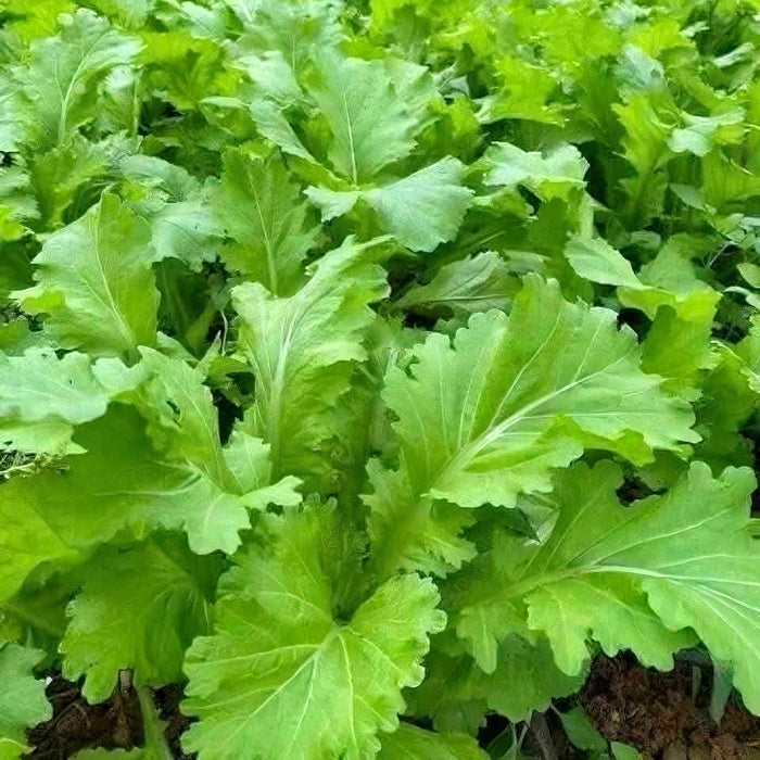 Cải Mèo Tây Bắc
