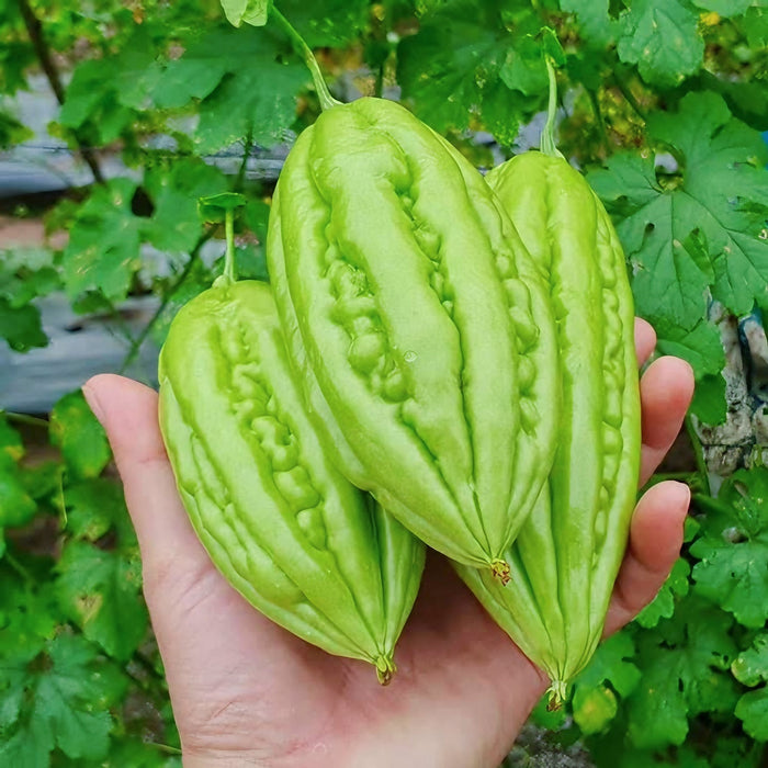 Khổ Qua Trái Ngắn RADO 09