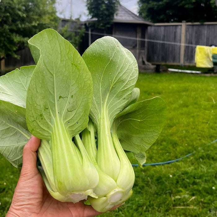 Hạt Giống Cải Thìa Chubby - Shogun [ JUIJIA - Thái Lan ]