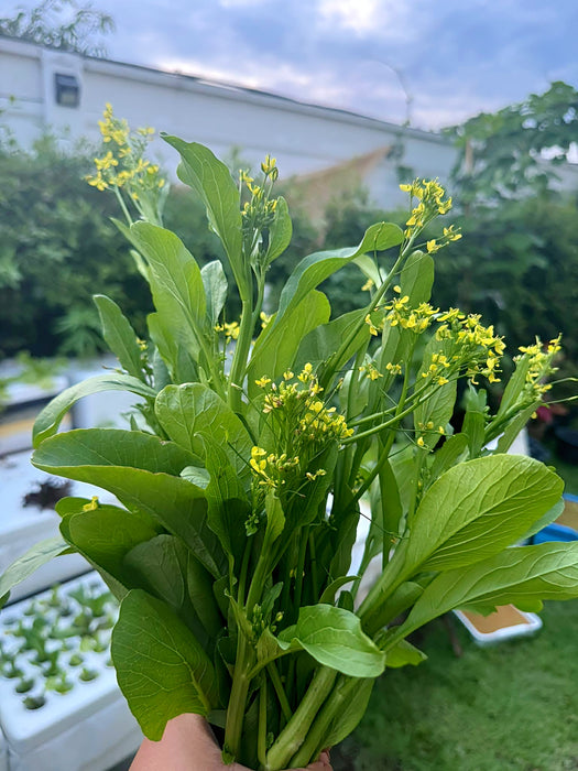 Hạt Giống Cải Ngồng Siêu Bông - Green Amber [ JUIJIA - Thái Lan ]