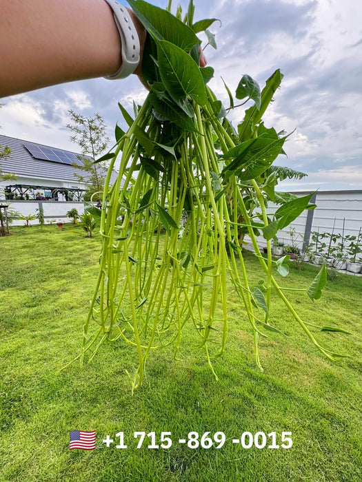 Rau muống Thái siêu ngọn [ 100gr ]