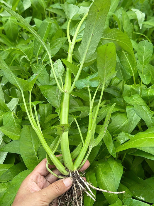 Rau Muống Ba Chạc [ 50gr ]