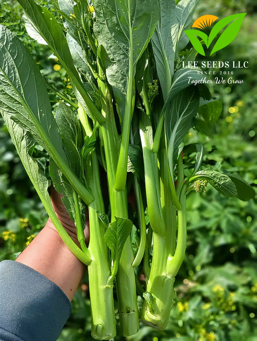 Hạt Giống Cải Ngồng Siêu Bông - Green Amber [ JUIJIA - Thái Lan ]