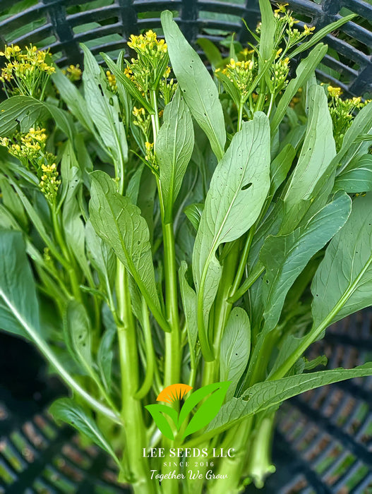 Hạt Giống Cải Ngồng Siêu Bông - Green Amber [ JUIJIA - Thái Lan ]