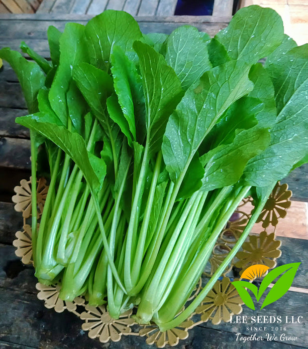 Hạt Giống Cải Ngọt - Suphan 12 [ JUIJIA - Thái Lan ]