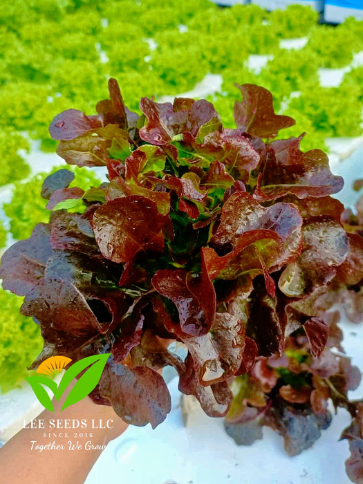 Hạt Giống Xà Lách Sồi Đỏ - Oakleaf Red [ JUIJIA - Thái Lan ]