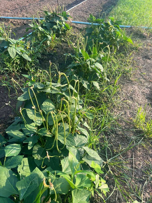 Hạt Giống Đậu Que Xanh - Bush Long Bean [ JUIJIA - Thái Lan ]
