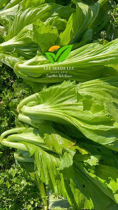 Hạt Giống Cải Bẹ Dưa - Donkey [ JUIJIA - Thái Lan ]