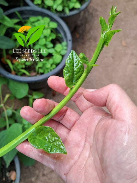 Hạt Giống Mồng Tơi Nhật Siêu Ngọn [ 10gr ]