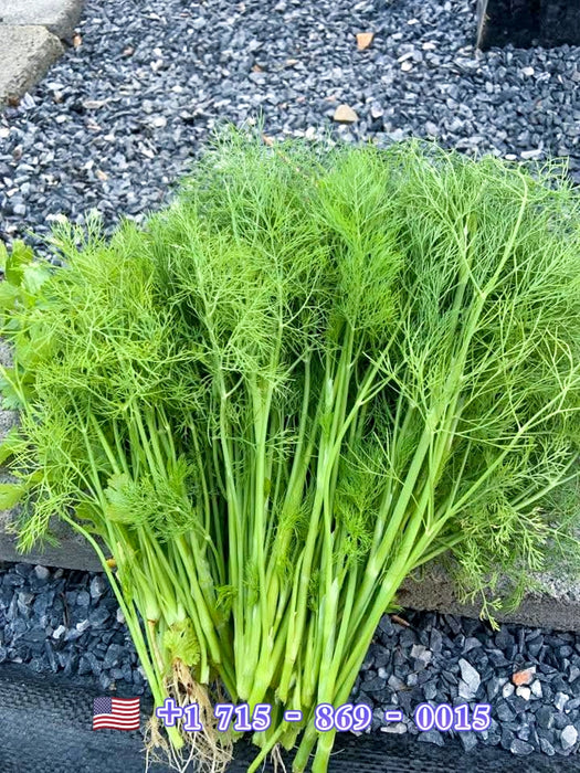 Hạt Giống Thì Là [ E-W Seeds - Thái Lan ]