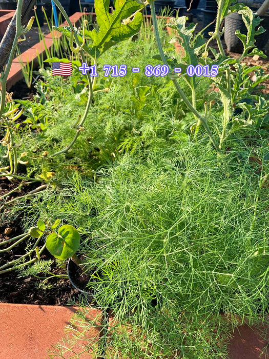 Hạt Giống Thì Là [ E-W Seeds - Thái Lan ]