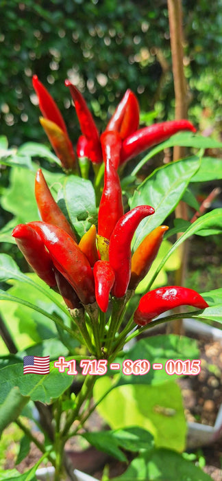 Hạt Giống Ớt Chỉ Thiên Siêu Cay [ JUIJIA - Thái Lan ]