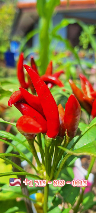 Hạt Giống Ớt Chỉ Thiên Siêu Cay [ JUIJIA - Thái Lan ]