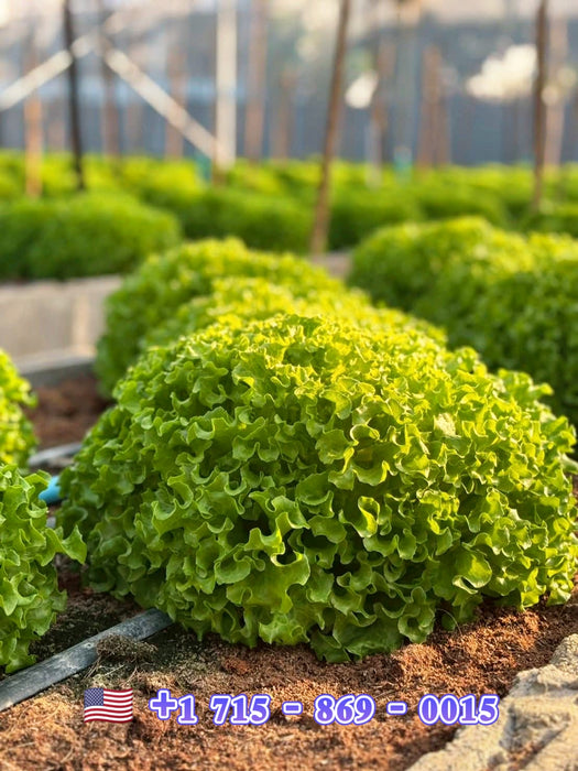 Hạt Giống Xà Lách Xoăn - Forest [ JUIJIA - Thái Lan ]