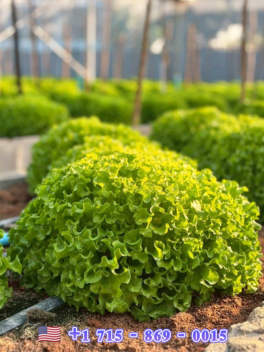 Hạt Giống Xà Lách Xoăn - Forest [ JUIJIA - Thái Lan ]