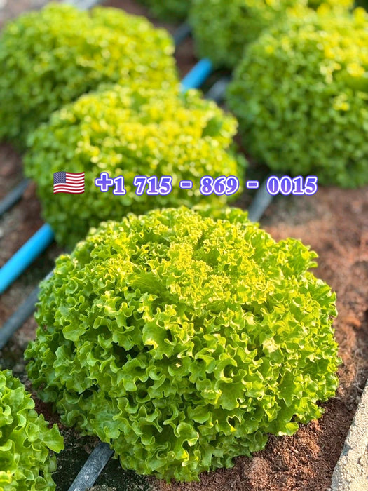 Hạt Giống Xà Lách Xoăn - Forest [ JUIJIA - Thái Lan ]