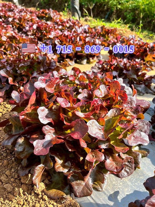 Hạt Giống Xà Lách Sồi Đỏ - Oakleaf Red [ JUIJIA - Thái Lan ]