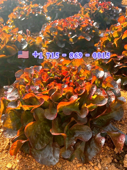 Hạt Giống Xà Lách Sồi Đỏ - Oakleaf Red [ JUIJIA - Thái Lan ]