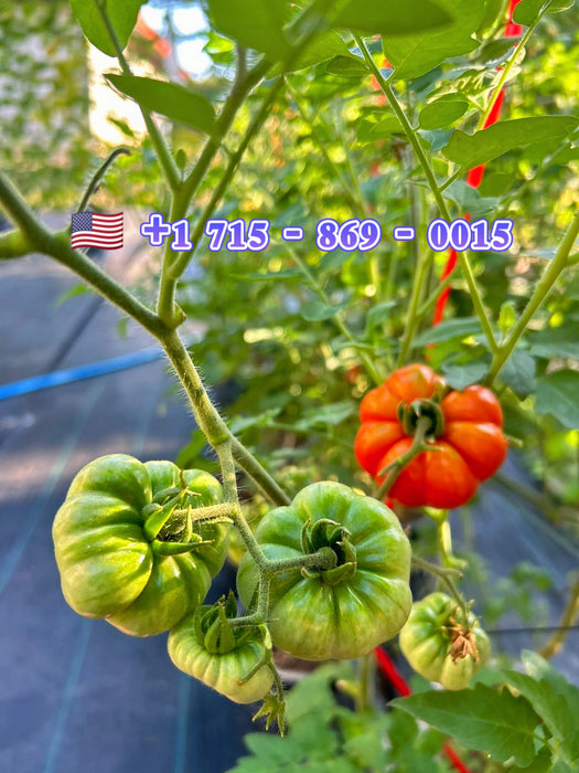 Hạt Giống Cà Chua Múi [ E-W Seeds - Thái Lan ]