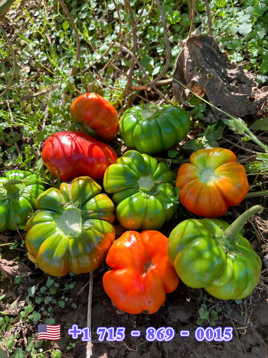 Hạt Giống Cà Chua Múi [ E-W Seeds - Thái Lan ]