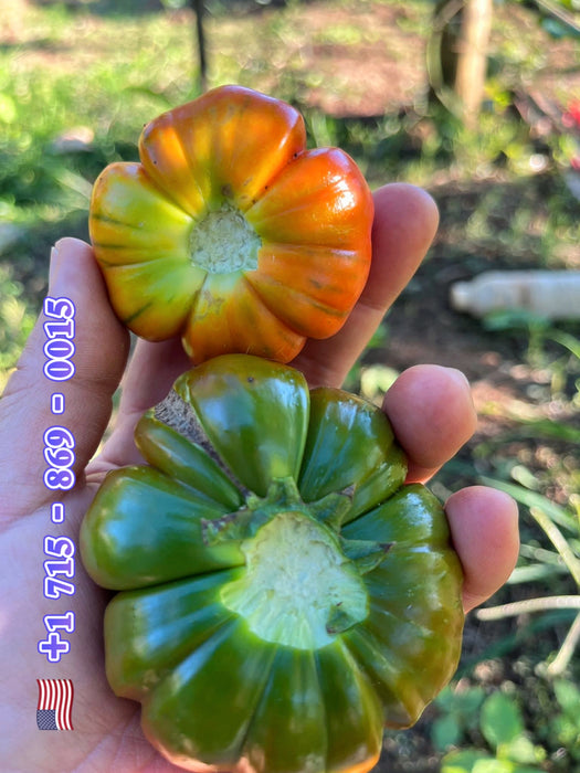 Hạt Giống Cà Chua Múi [ E-W Seeds - Thái Lan ]