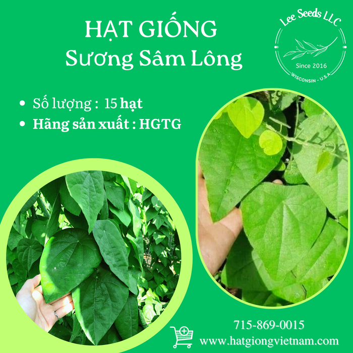 Hạt giống Sương Sâm Lông