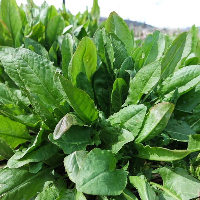 Rau Chua Sorrel Xanh