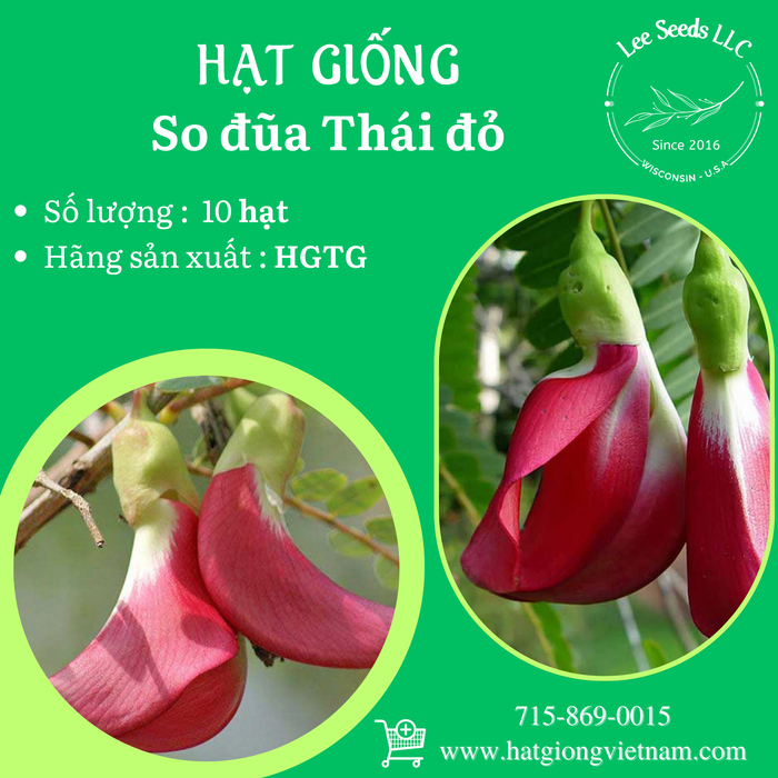 Bông So Đũa Thái Đỏ