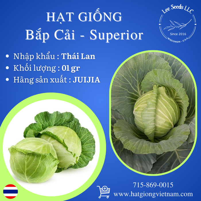 Hạt Giống Bắp Cải SUPERIOR [ JUIJIA - Thái Lan ]