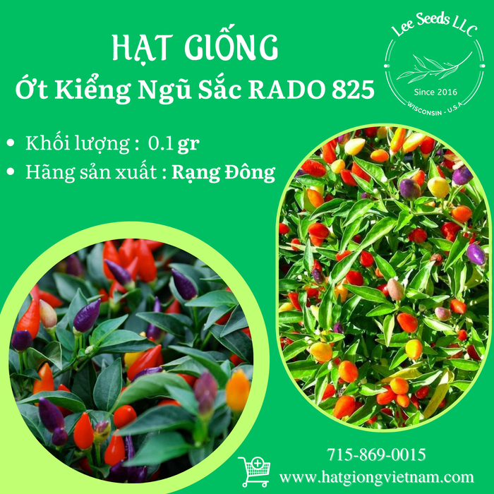 Ớt Kiểng Ngũ Sắc RADO 825