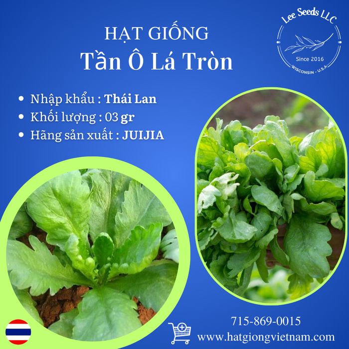 Tần Ô Lá Tròn [ JUIJIA - Thái Lan ]