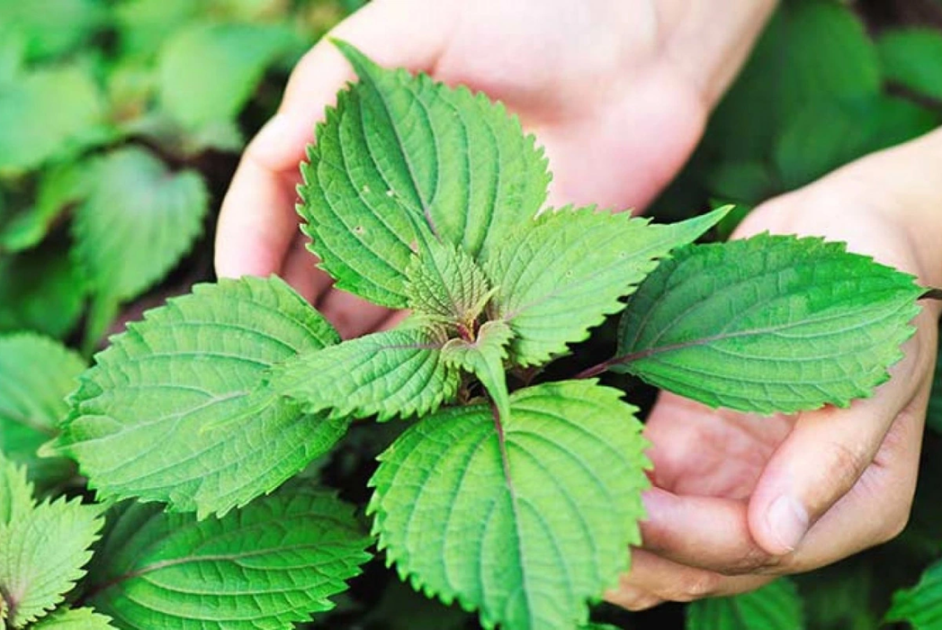 Hạt Giống Tía Tô - Green Shiso Perilla [ JUIJIA - Thái Lan ]
