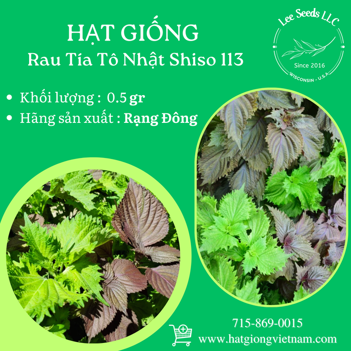 Tía Tô Nhật SHISO 113