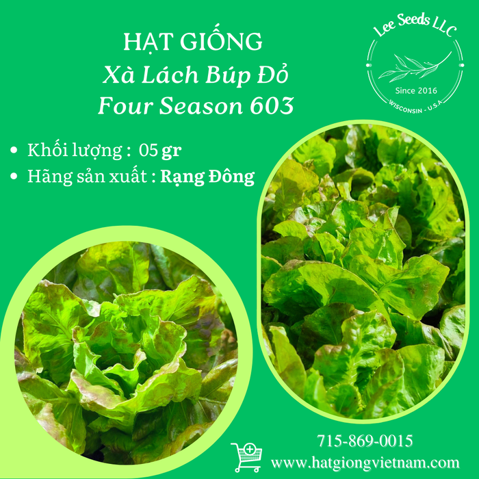 Xà Lách Búp Đỏ [ Four Season 603 ]