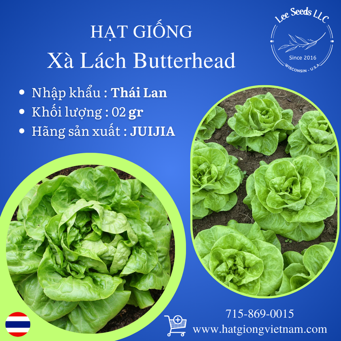 Xà Lách Butterhead [ JUIJIA - Thái Lan ]