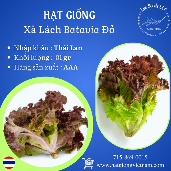 Hạt Giống Xà Lách Batavia Đỏ [ AAA - Thái Lan ]