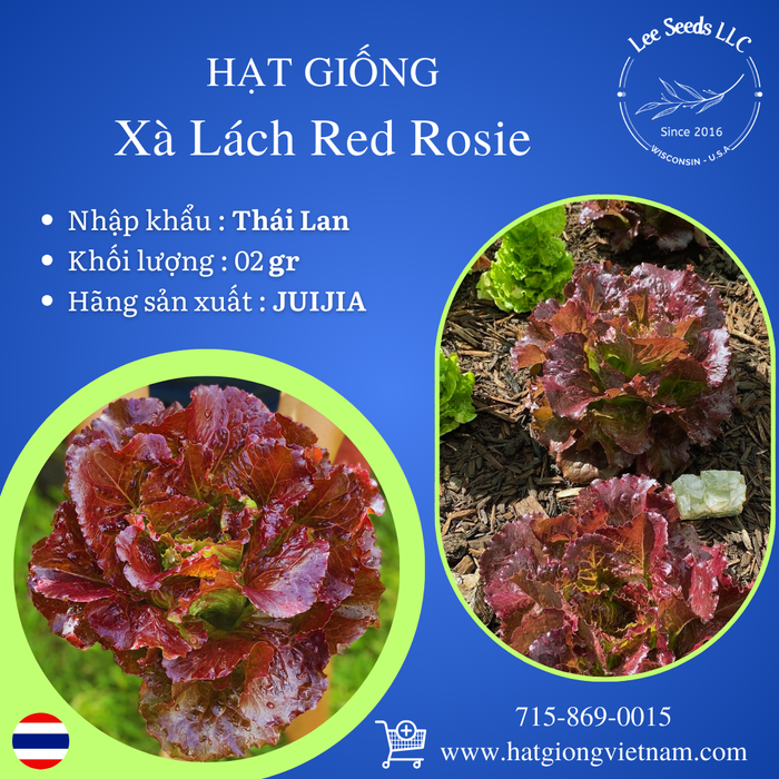 Xà Lách Red Rosie [ JUIJIA - Thái Lan ]