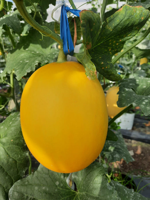 Hạt Giống Dưa Lê Vàng - Kim Cô Nương [ E-W Seeds - Thái Lan ]